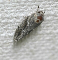 Agriophara confertella