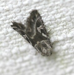 Chaograptis crystallodes