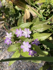Tripladenia cunninghamii