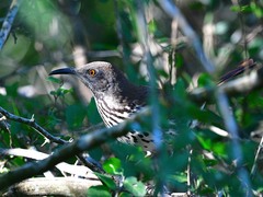 Toxostoma longirostre