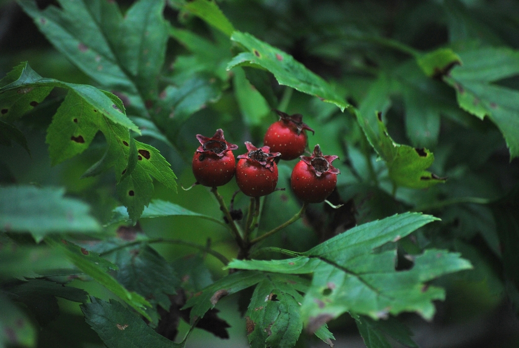 Chinese haw (Crataegus pinnatifida)