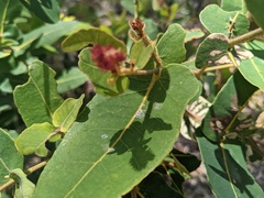 Angophora hispida