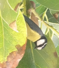 Cyanistes teneriffae teneriffae