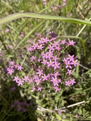 Centaurium pulchellum