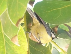 Cyanistes teneriffae teneriffae