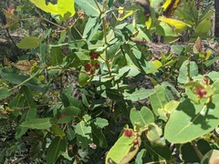 Angophora hispida
