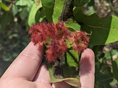 Angophora hispida