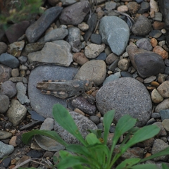 Bryodemella tuberculata