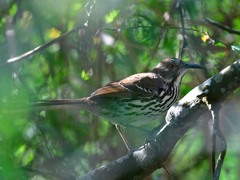 Toxostoma longirostre
