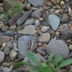 Bryodemella tuberculata