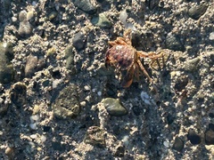 Glebocarcinus oregonensis