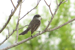 Serpophaga nigricans