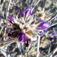 Psorothamnus emoryi emoryi