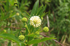 Cephalanthus glabratus