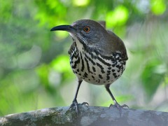 Toxostoma longirostre