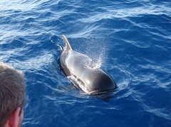 Globicephala macrorhynchus