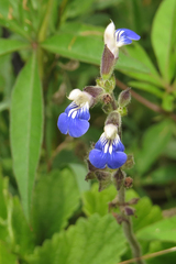 Salvia procurrens