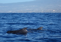 Globicephala macrorhynchus