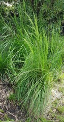 Poa labillardierei