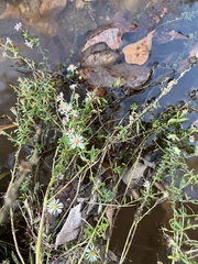 Symphyotrichum dumosum