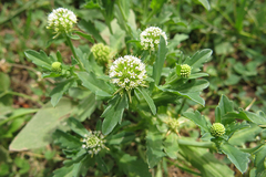 Acicarpha tribuloides