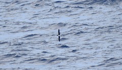 Pseudobulweria rostrata