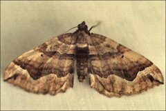 Pelurga comitata