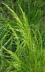 Poa labillardierei