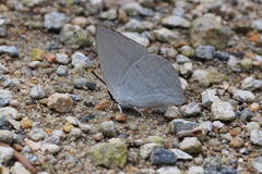 Curetis acuta paracuta