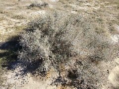 Psorothamnus emoryi emoryi