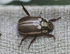 Anoplognathus abnormis