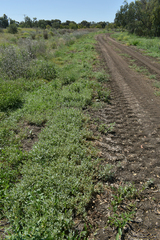 Atriplex muelleri