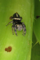 Dendryphantes mordax