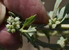 Atriplex muelleri