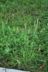 Setaria