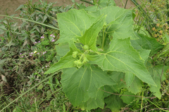 Smallanthus connatus