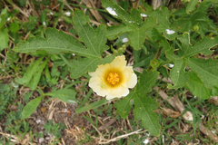 Modiolastrum lateritum