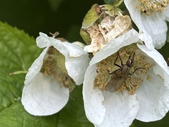 Rubus parviflorus