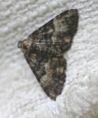 Aporoctena scierodes