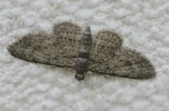 Sigilliclystis insigillata