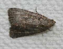 Hypoperigea tonsa