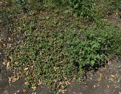 Abutilon malvifolium