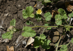 Abutilon malvifolium