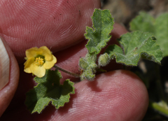 Abutilon malvifolium