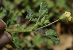 Abutilon malvifolium