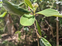 Cotoneaster glaucophyllus