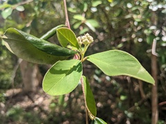 Cotoneaster glaucophyllus