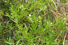 Cephalanthus glabratus