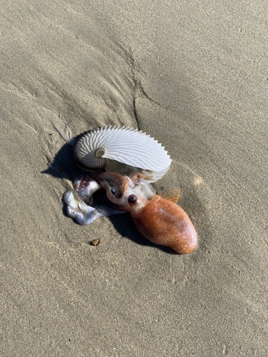 Greater Argonaut photographed in North Carolina