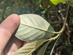 Cotoneaster glaucophyllus